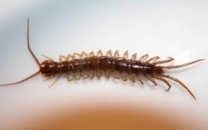 Centipede Name in Sanskrit
