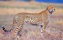 Cheetah Name in Sanskrit