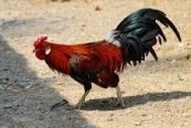 Cock in Sanskrit