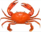 Crab Name in Sanskrit