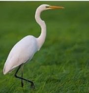 Crane Bird in Sanskrit