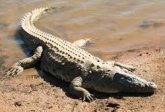 Crocodile Name in Sanskrit