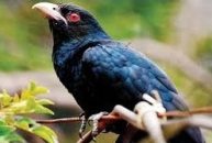 Cuckoo Bird Name in Sanskrit