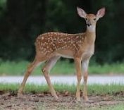 Deer Name in Sanskrit