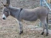 Donkey Name in Sanskrit