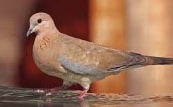 Dove Name in Sanskrit Language