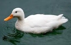 Duck Name in Sanskrit