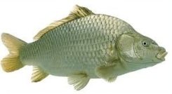 Fish Name in Sanskrit