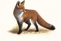 Fox Name in Sanskrit