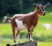 Goat Name in Sanskrit