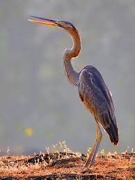 Heron in Sanskrit