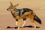 Jackal Name in Sanskrit