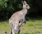 Kangaroo Name in Sanskrit