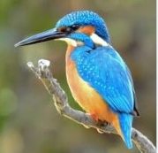 Kingfisher in Sanskrit