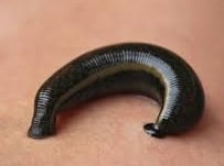 Leech Name in Sanskrit