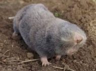 Mole Rat Name in Sanskrit