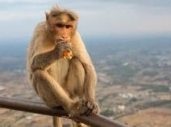 Monkey Name in Sanskrit