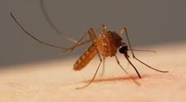 Mosquito Name in Sanskrit