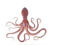 Octopus Name in Sanskrit
