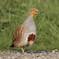 Partridge Name in Sanskrit