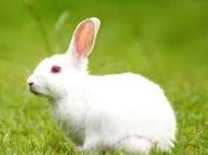 Rabbit Name in Sanskrit