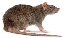 Rat Name in Sanskrit