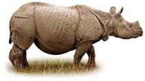Rhinoceros Name in Sanskrit