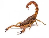 Scorpion Name in Sanskrit