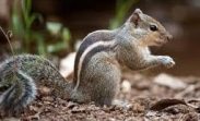 Squirrel Name in Sanskrit