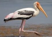 Stork Name in Sanskrit