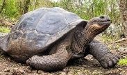 Tortoise Name in Sanskrit