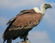 Vulture in Sanskrit Name