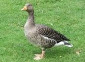 goose in sanskrit