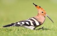 hoopoe bird name in sanskrit