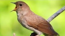 nightingale in sanskrit