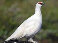 ptarmigan in sanskrit