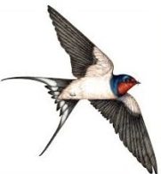 swallow in sanskrit