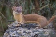 weasel name in sanskrit