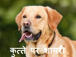 Dog Shayari in Hindi