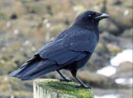 Hindi Poem on Bird Crow