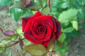 Poem On Rose Flower In Hindi