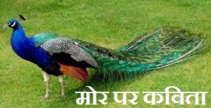 Poem on Peacock in Hindi
