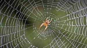 Poem on Spider in Hindi