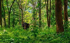 Poem on Jungle in Hindi