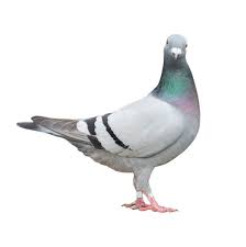 Poem on Pigeon in Hindi