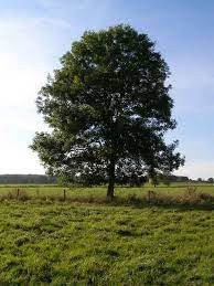 Poem on Tree in Hindi