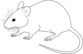 Poem On Rat in Hindi