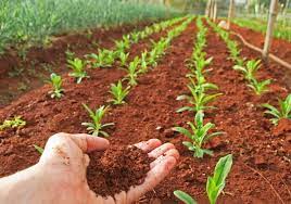 Poem On Soil In Hindi